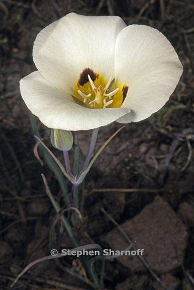 calochortus leichtlinii 4 graphic